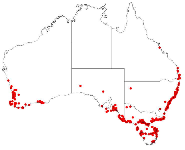 File:LeptospermumlaevigatumDistributionMap.png