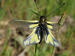 Libelloides coccajus (Owly sulphur), female