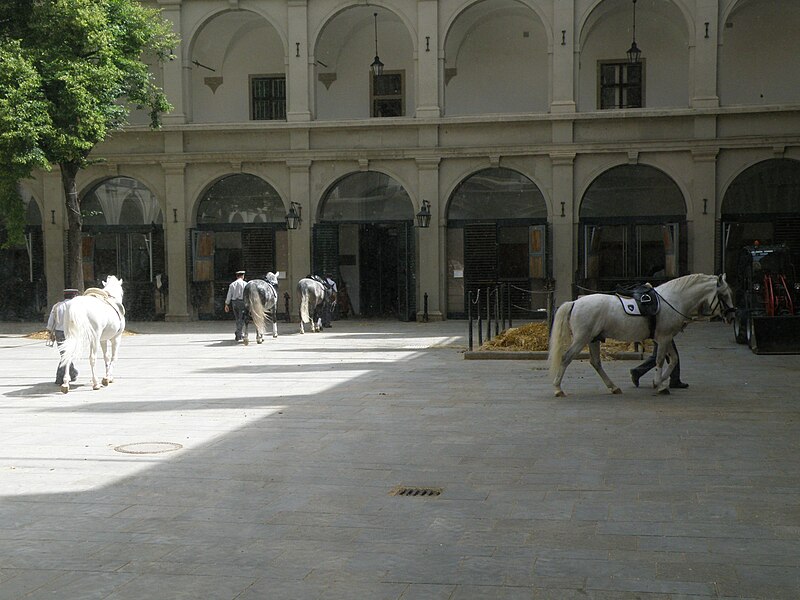 File:LipizzanerHorsesReturningToStableSpanishRidingSchool.JPG