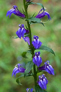 <i>Lobelia siphilitica</i> Species of flowering plant