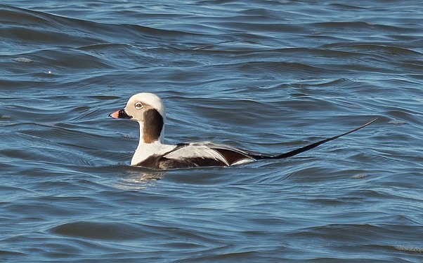 Male long-tailed duck at Jones Beach