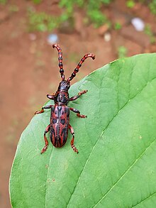 Longhorned beetle 131020191.jpg