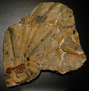 Longisquama insignis fossil.JPG