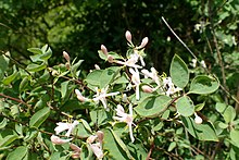 Lonicera korolkowii kz1.jpg