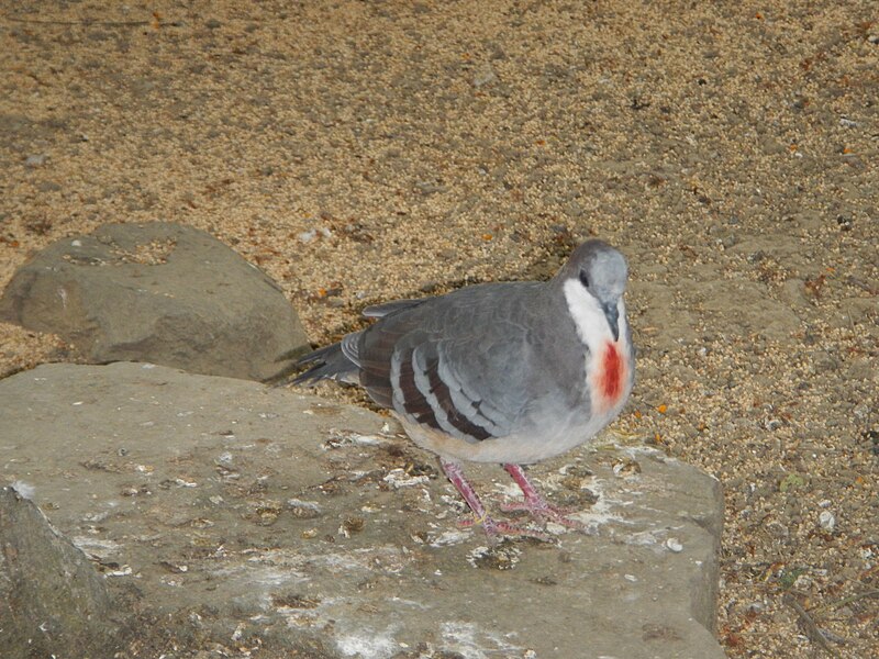 File:Luzon Bleeding-heart - Gallicolumba luzonica - Ninoy Aquino Parks & Wildlife Center 02.jpg