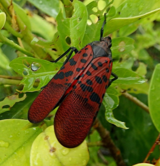 <i>Lycorma meliae</i> Species of insect