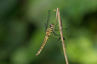 Little Bloodtail Lyriothemis acigastra female