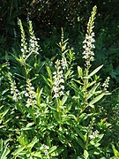 Lysimachia fortunei