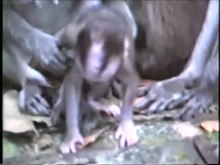 File:Macaca fascicularis fascicularis - Common long-tailed macaque.webm