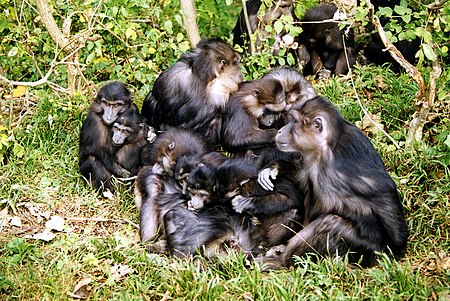 Macaca tonkeana