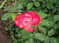 Macedonia-A brilliant red rose (27388348151).jpg