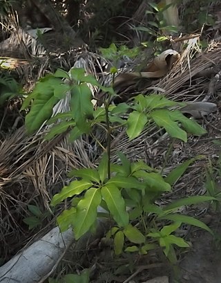 <i>Mackinlaya macrosciadea</i> Species of plant native to Australia