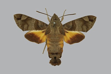 Macroglossum aesalon