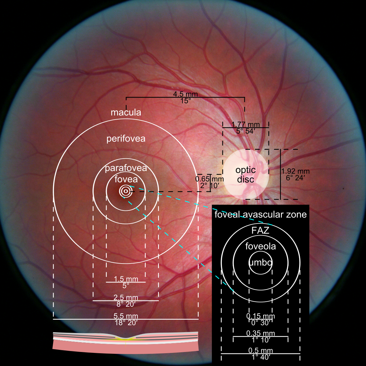 What is the fovea? – Front Range Retina