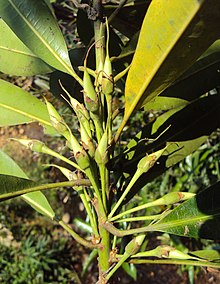 Madhuca nerifolia 08.JPG