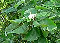 Magnolia macrophylla var. dealbata (syn. Magnolia dealbata)
