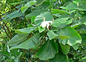 Descrierea imaginii Magnolia dealbata 2.jpg.
