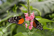 English: Two butterflies (heliconius hecale) on a flower in the butterfly house at Mainau. Deutsch: Zwei Schmetterlinge (heliconius hecale) auf einer Blume im Schmetterlingshaus auf Mainau.