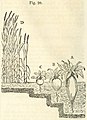 Figure 20, page 22 : Plantation en fonction de la profondeur du sol. A. Betterave jaune B. Betterave blanche ou rose C. Navet D. céréales