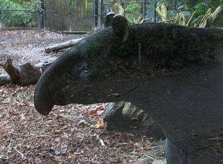 Tập_tin:Malayan_Tapir_Profile.jpg