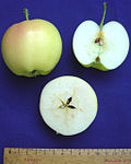 Malus 'Pristine' 3.jpg