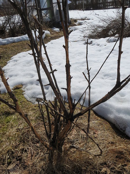 File:Malus after Lepus Winter.JPG