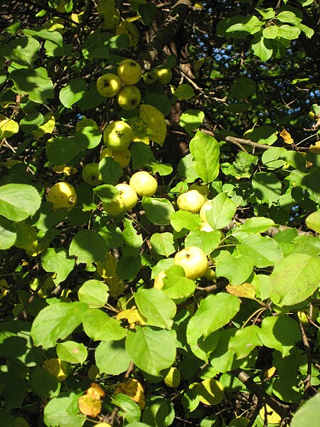 File:Malus silvestris 0907.jpg