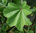 Malva nicaeensis in Antalya by David Merrick 15.jpg