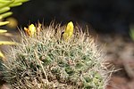 Miniatura para Mammillaria weingartiana