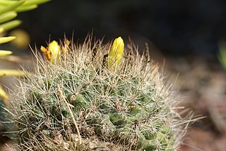 <i>Mammillaria weingartiana</i> Species of cactus