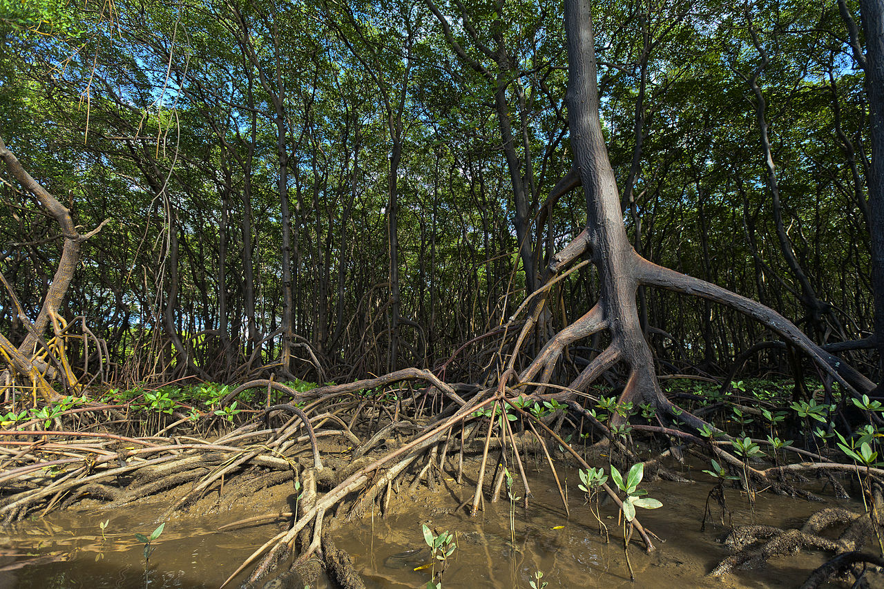 mangroves roots