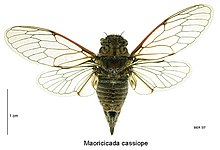Maoricicada cassiope female.jpg