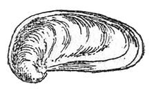 Mariaella dussumieri shell.jpg