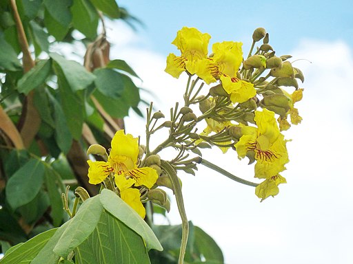 Markhamia obtusifolia, bloeiwyse, Manie van der Schijff BT, a