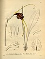 Masdevallia trochilus (as syn. Masdevallia ephippium) plate 195 fig. I-II, 1-3 in: H. G. Reichenbach: Xenia orchidacea - vol. 2 (1874)