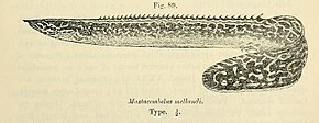 Описание изображения Mastacembelus frenatus3.jpg.