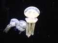 Fil: Mastigias papua-Spotted jellyfish.ogv