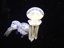 File: Mastigias papua-Spotted jellyfish.ogv