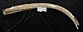 Mammut americanum (American Mastodon) tusk from the Pleistocene of Holmes County, Ohio.