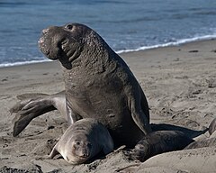 Mating scene with elevated Alpha Male. Elephant Seals of Piedras Blancas.jpg