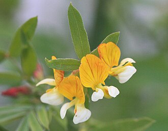 Flowers and leaf Meadow lotus Lotus oblongifolius close.jpg