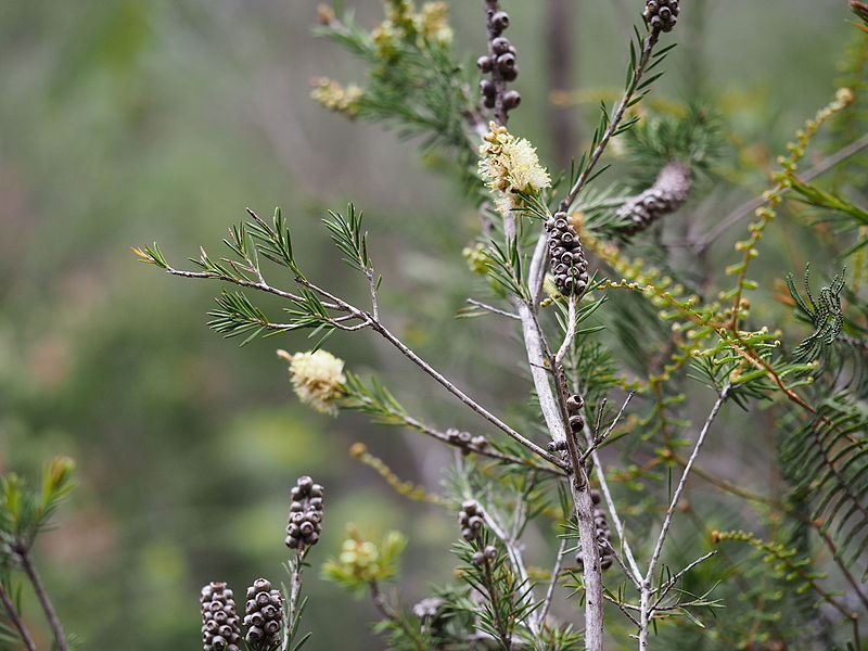 File:Melaleuca nodosa (leaves, flower,fruits).JPG