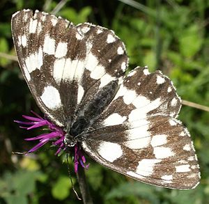 Melanargia Galathea: Descrizione della specie, Ciclo vitale, Distribuzione