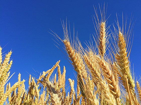 Wheat crop near Solapur, India