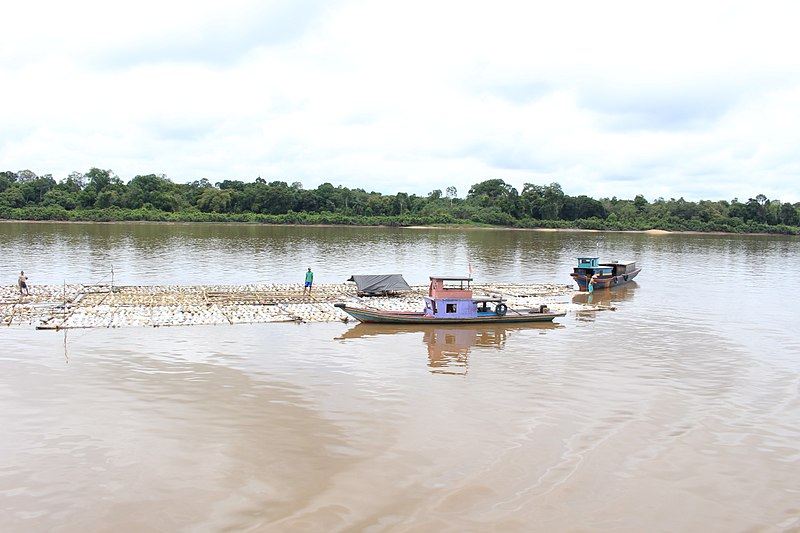 File:Menarik rakit karet mentah di sungai Barito (2).jpg