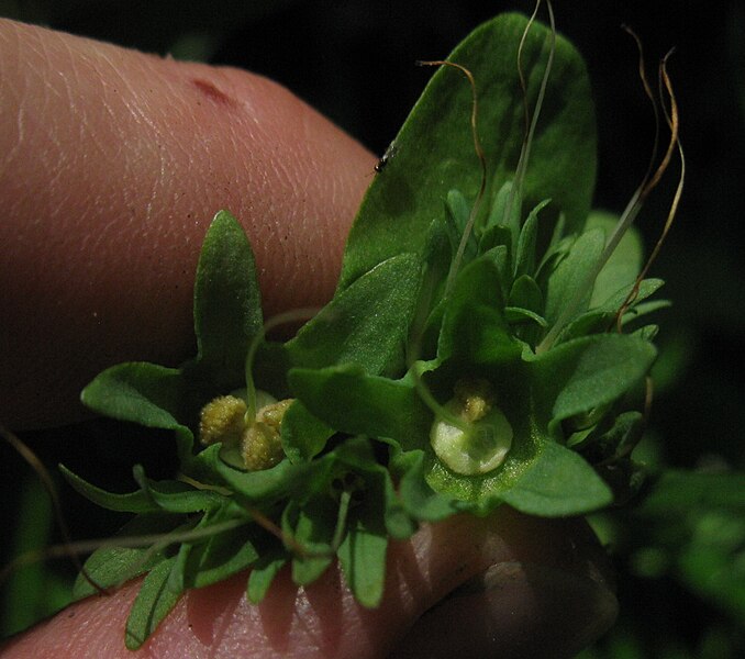 File:Mertensia virginica seeds.jpg