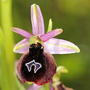 Ophrys × araniferiformis