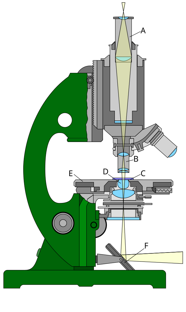 Microscopio óptico - Wikipedia, la enciclopedia libre