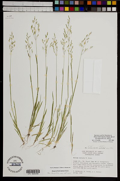 Файл:Milium vernale herbarium (01).jpg