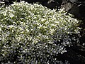 Minuartia laricifolia